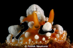 Nudi from Anilao :-)
taken with Canon 400D/Hugyfot by Patrick Neumann 